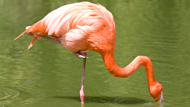 Illustration for article titled 9 Flamingo Pictures I Got For My Wife But Then I Remembered She Likes Peacocks, Not Flamingos
